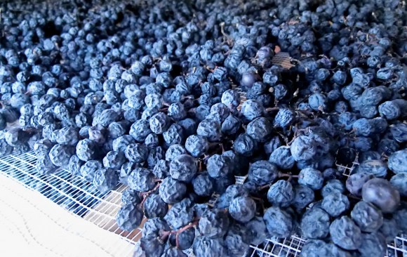 Uvas Corvina, Rondinella e Molinara