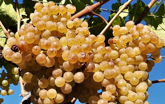 Uva Grechetto